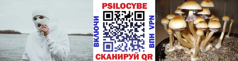 Псилоцибиновые грибы прущие грибы  где купить наркоту  Лыткарино 